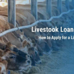 Livestock Loan Scheme 2026: How to Get a Loan for Animal Husbandry